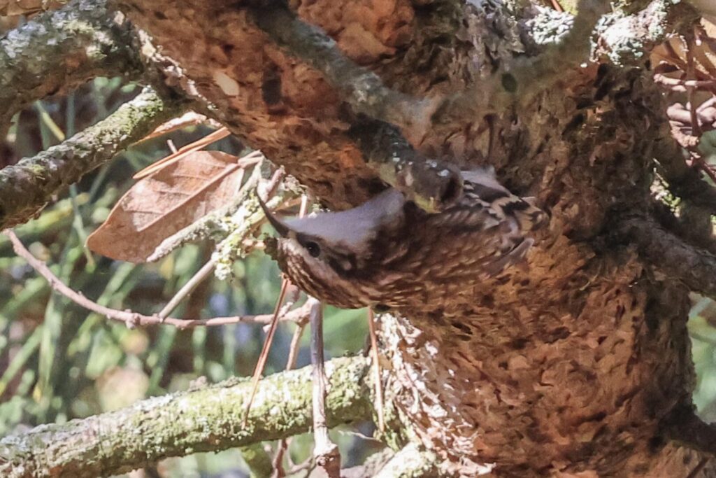 Treecreeper
