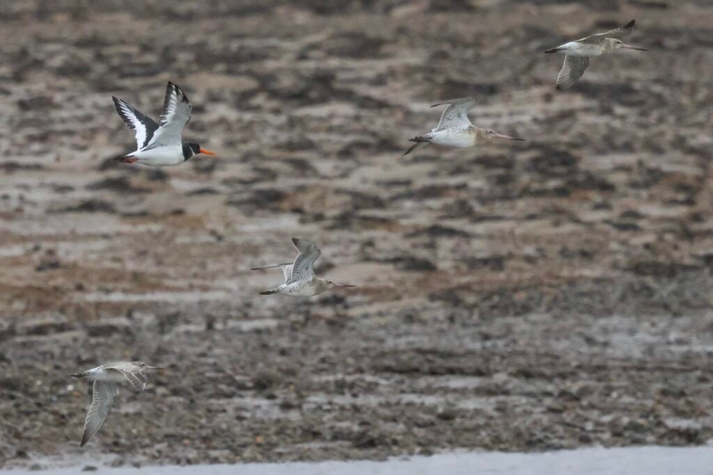 Waders