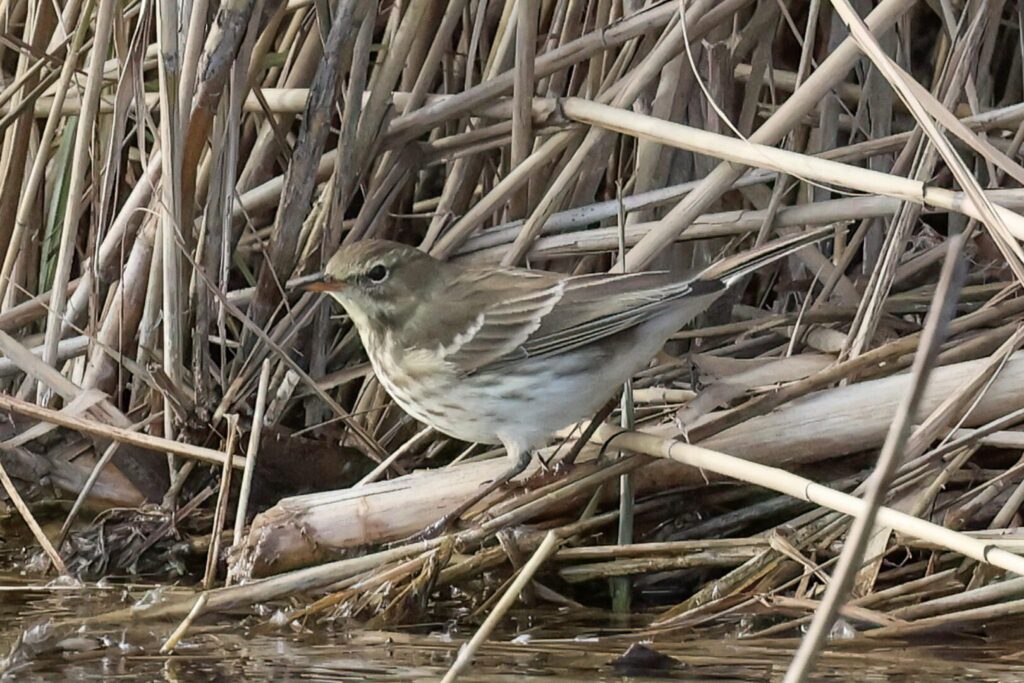 Water Pipit