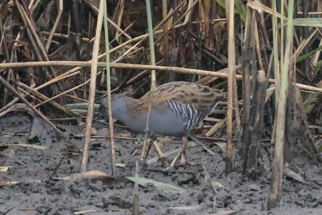 Water Rail