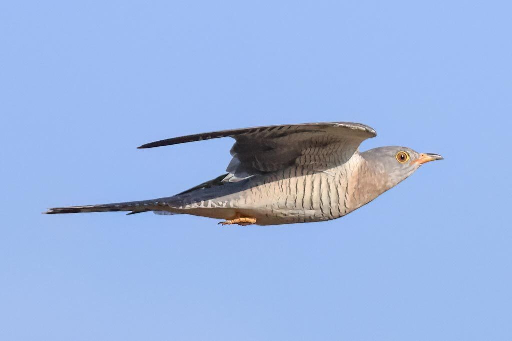 African Cuckoo