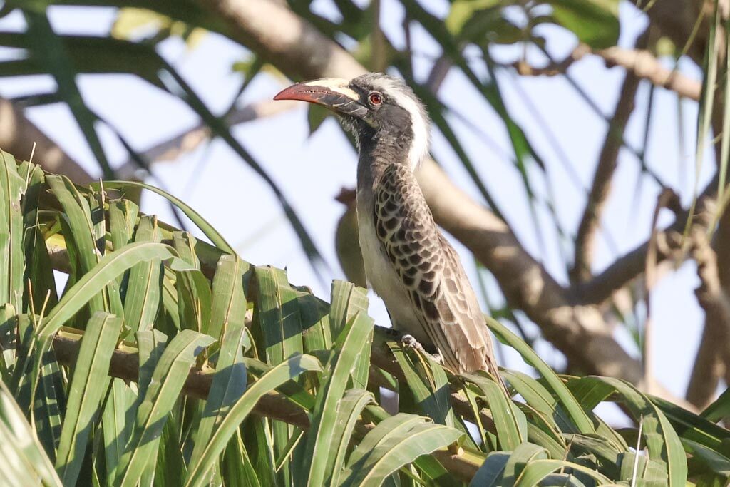 African Grey Hornbill