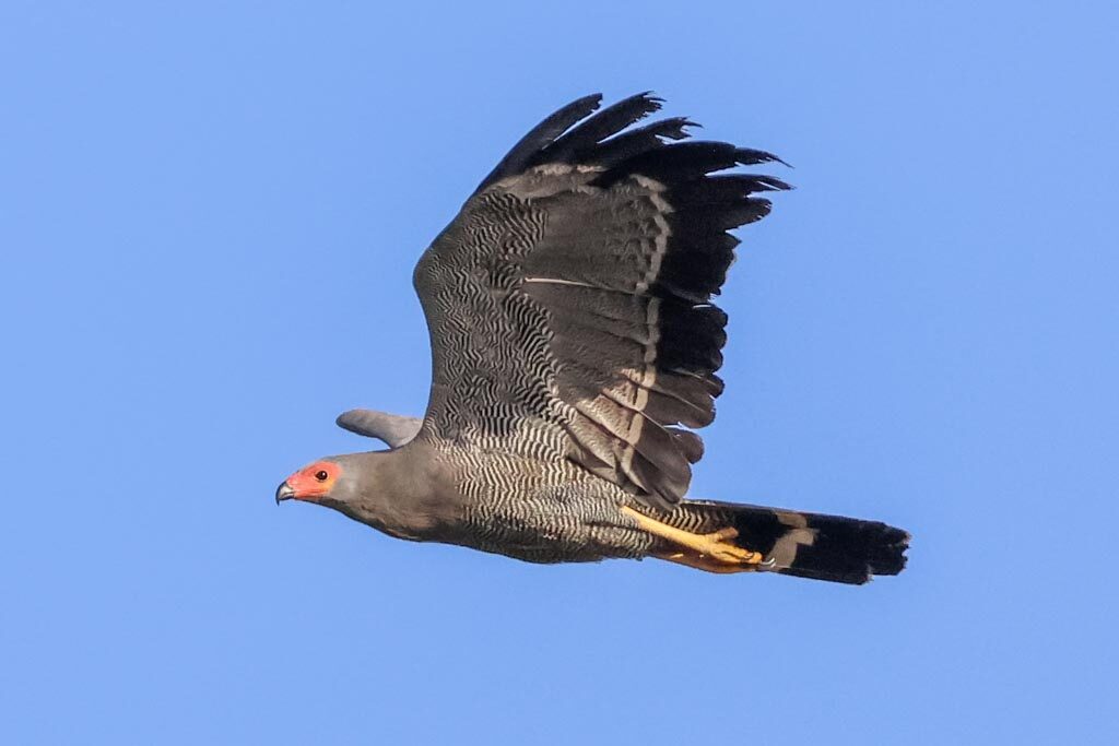African Harrier-Hawk