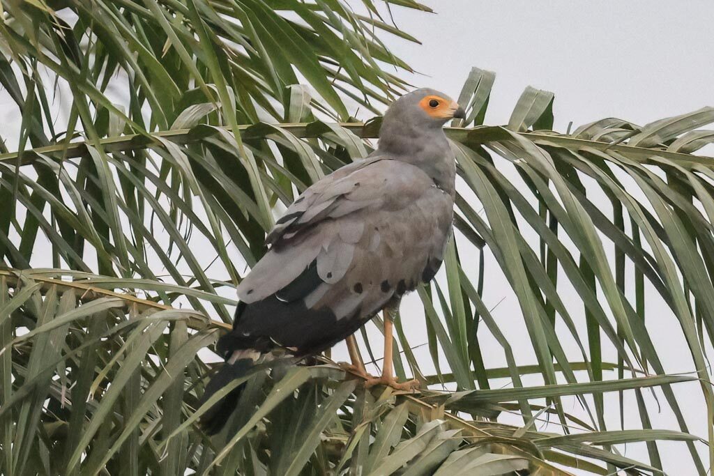 African Harrier-Hawk