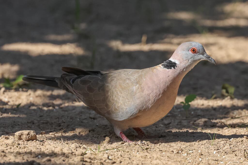 African Mourning Dove