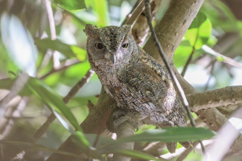 African Scops Owl