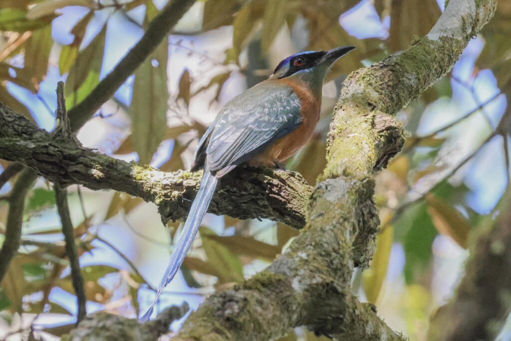 Amazonian Motmot