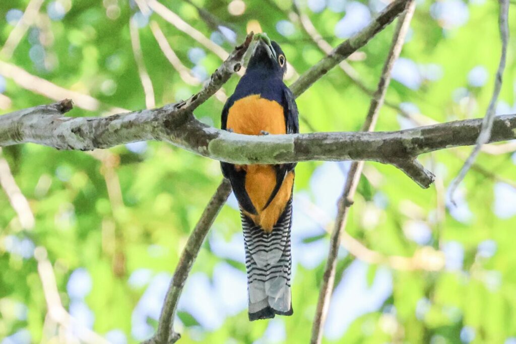 Amazonian Trogon
