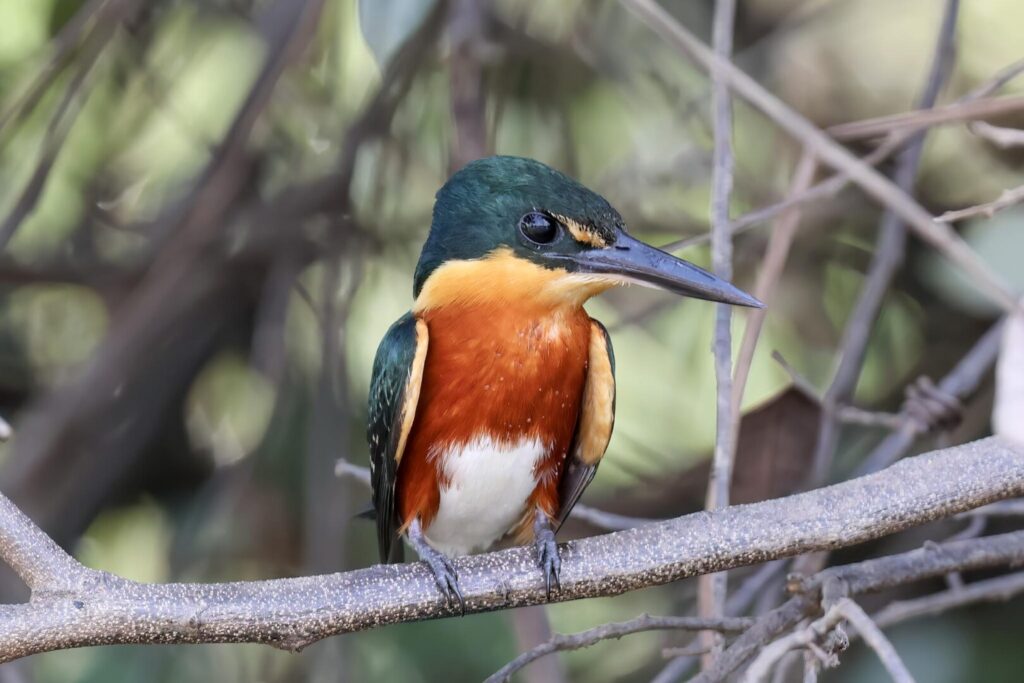 American Pygmy Kingfisher
