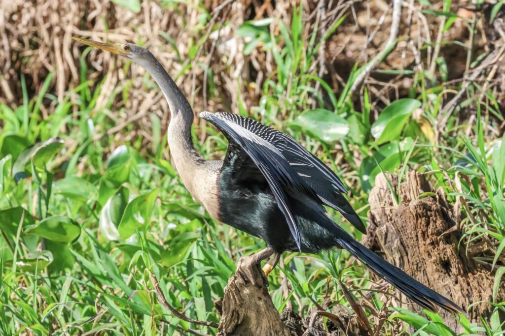 Anhinga