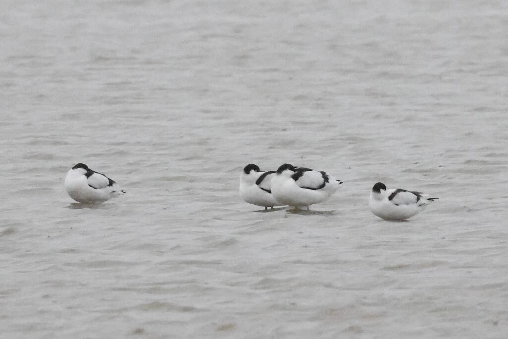 Avocets