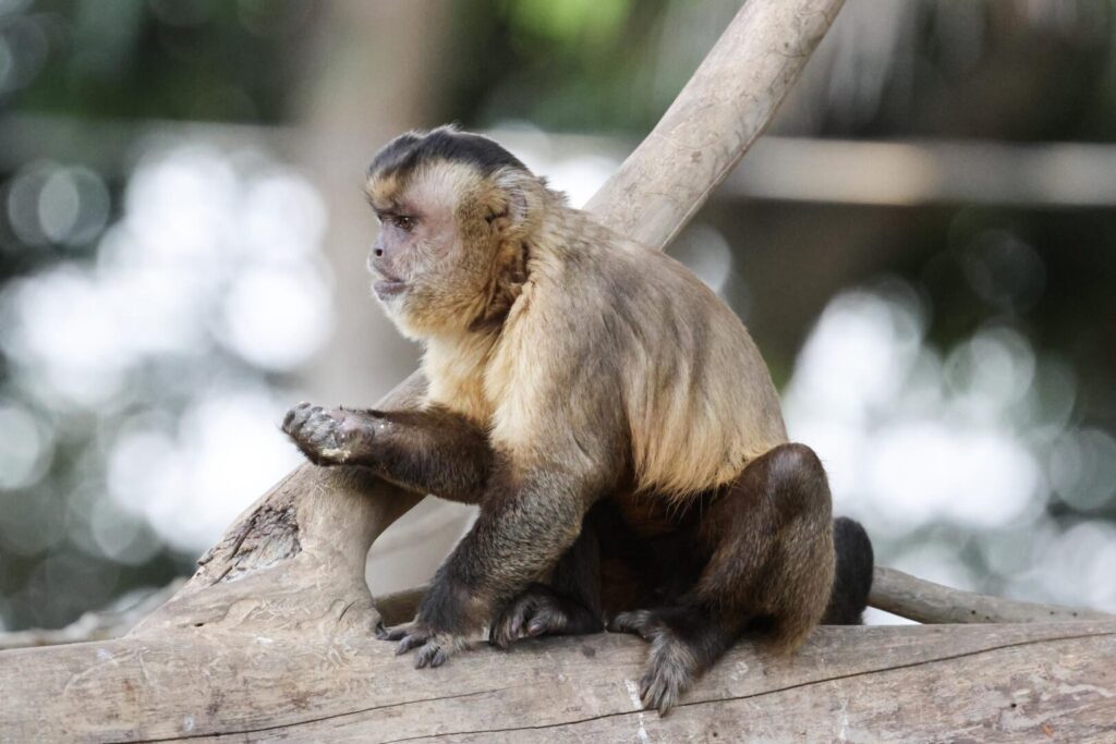 Azara’s Capuchin