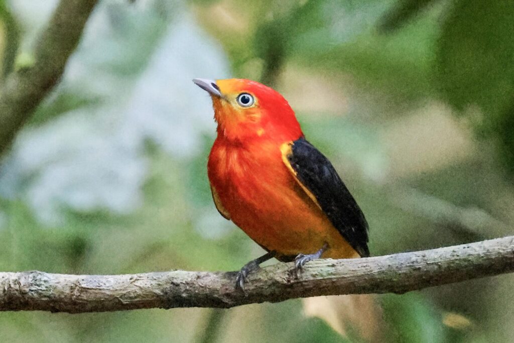 Band-tailed Manakin