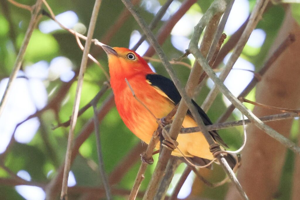 Band-tailed Manakin