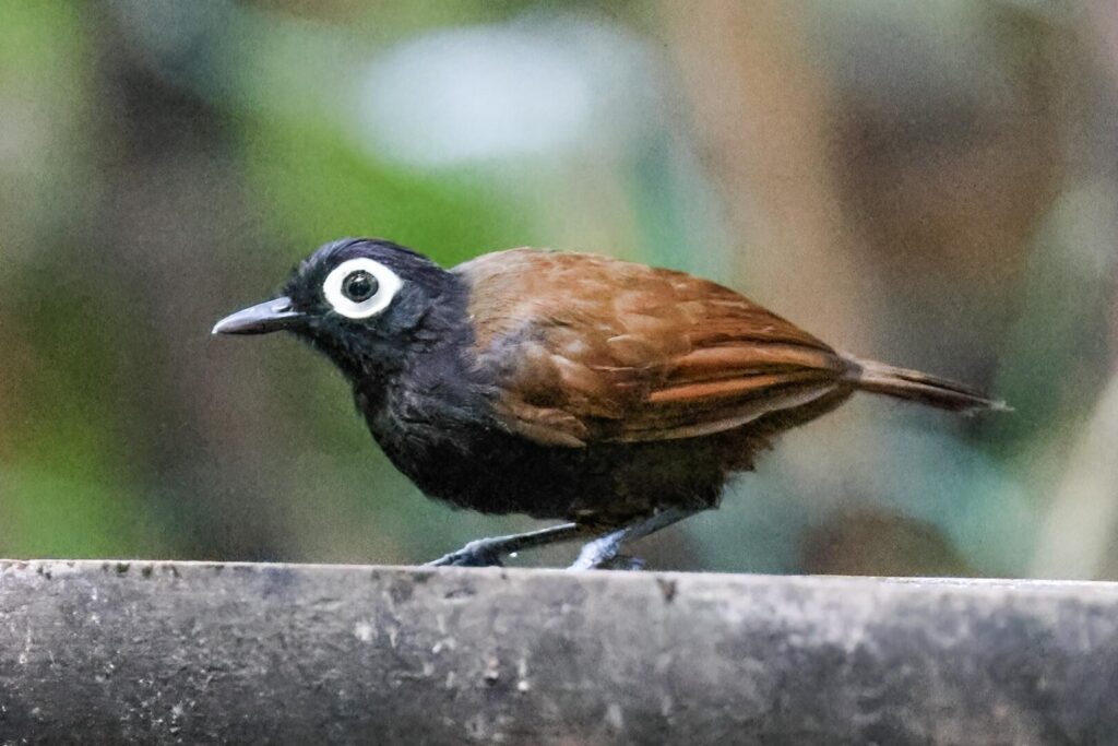 Bare-eyed Antbird