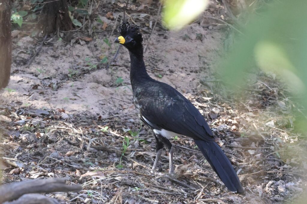 Bare-faced Curassow