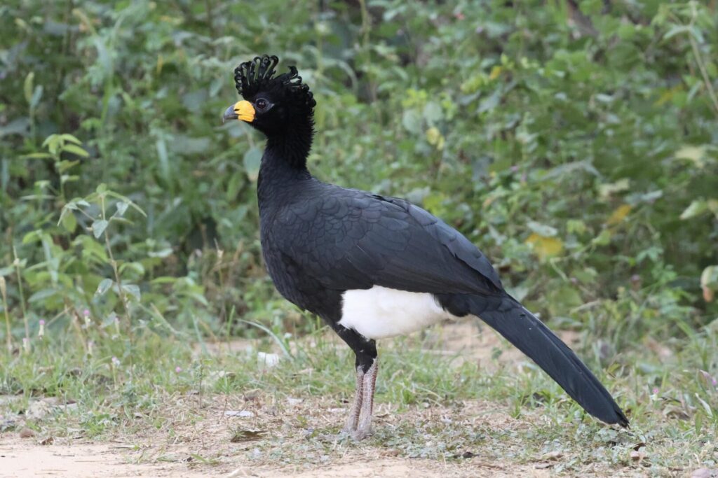 Bare-faced Curassow