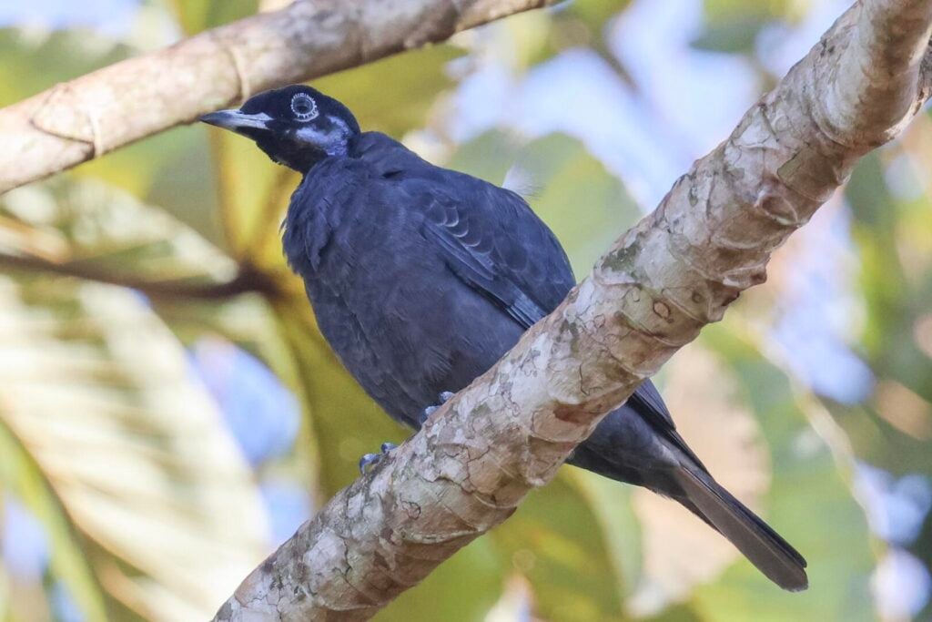 Bare-necked Fruitcrow