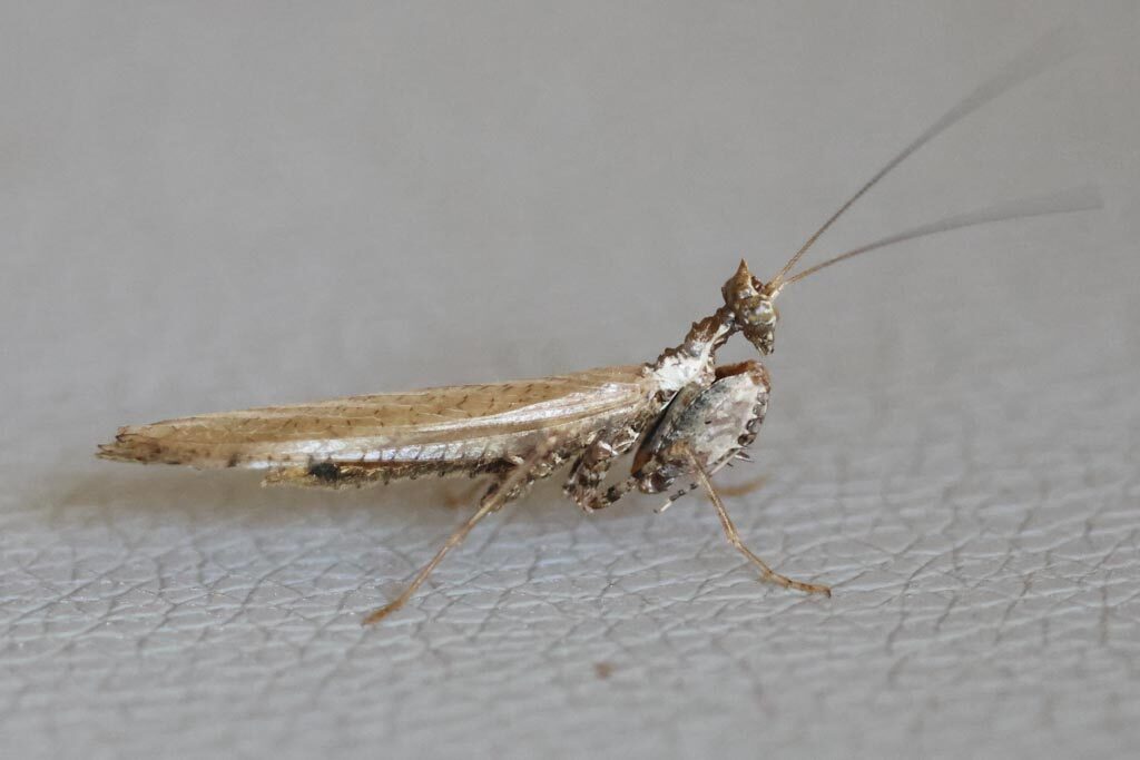 Bark Mantis