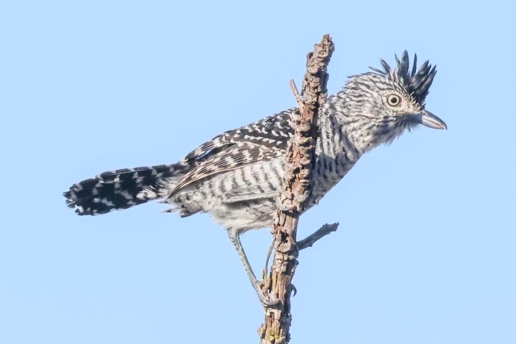 Barred Antshrike