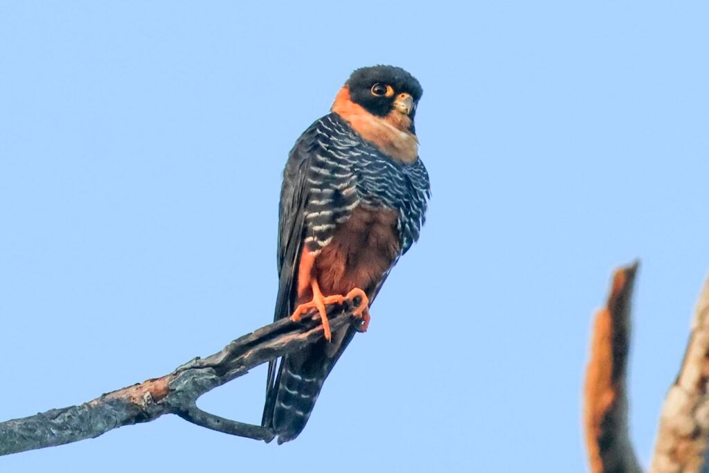 Bat Falcon