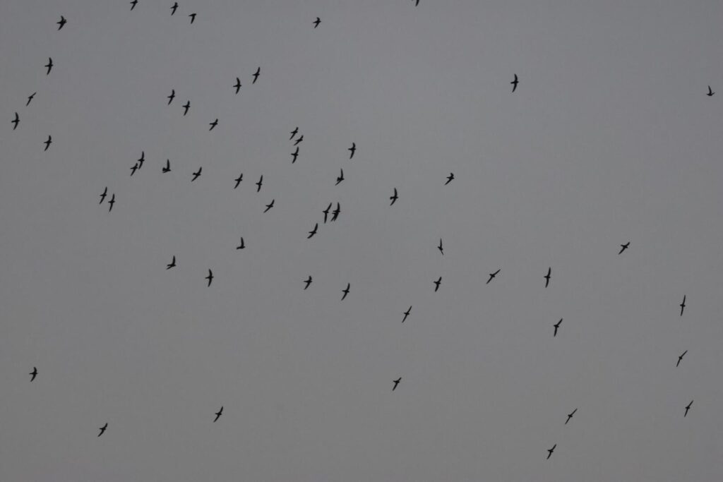 Biscutate Swifts