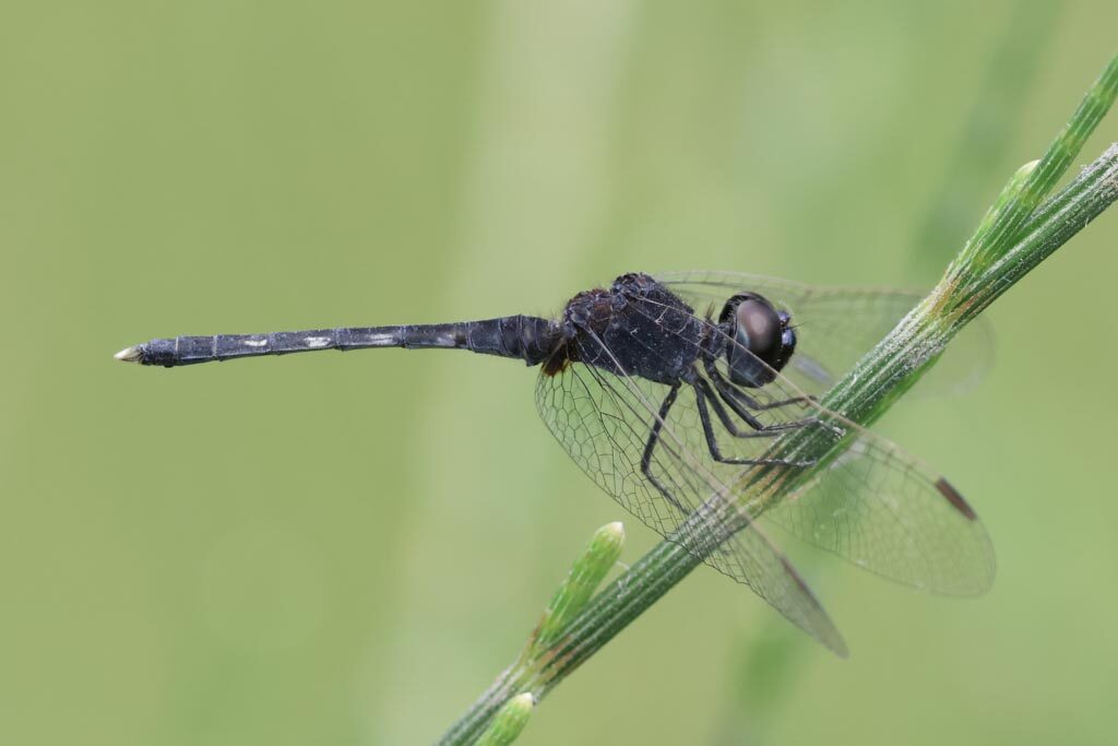 Black Percher