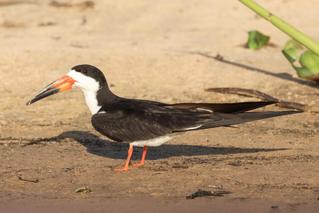 Black Skimmer