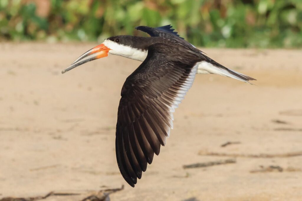 Black Skimmer