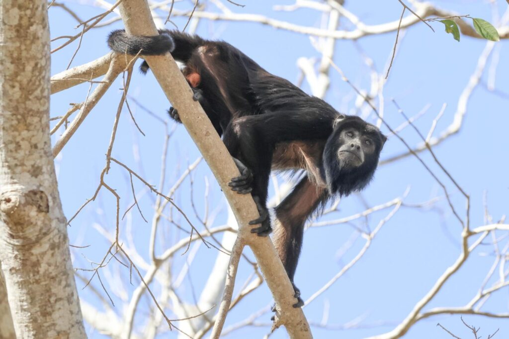 Black-and-gold Howler Monkey