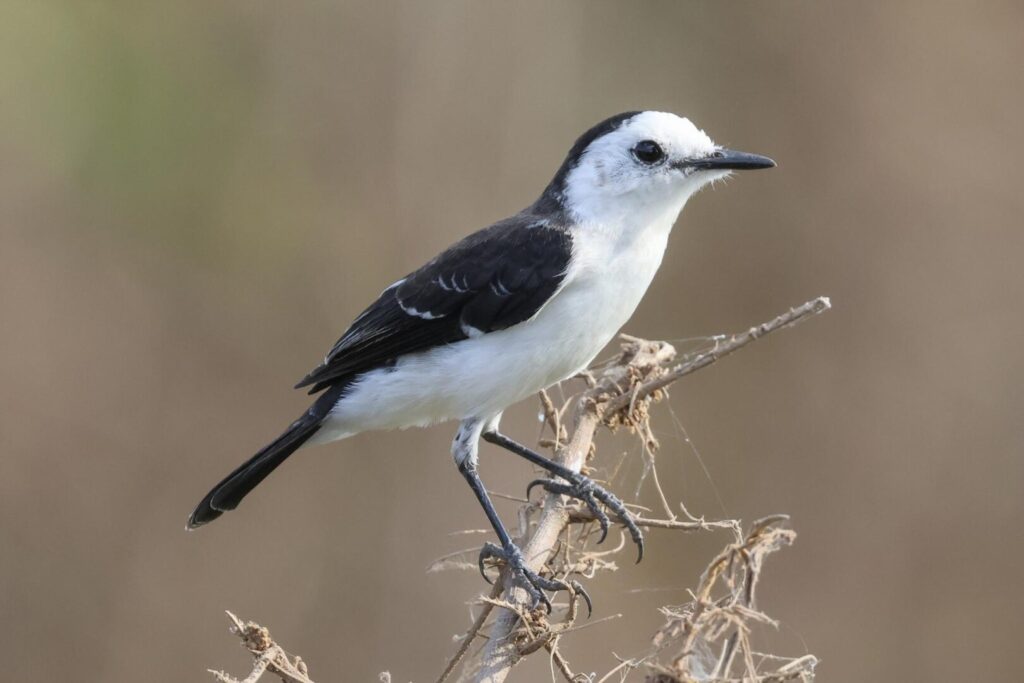 Black-backed Water Tyrant