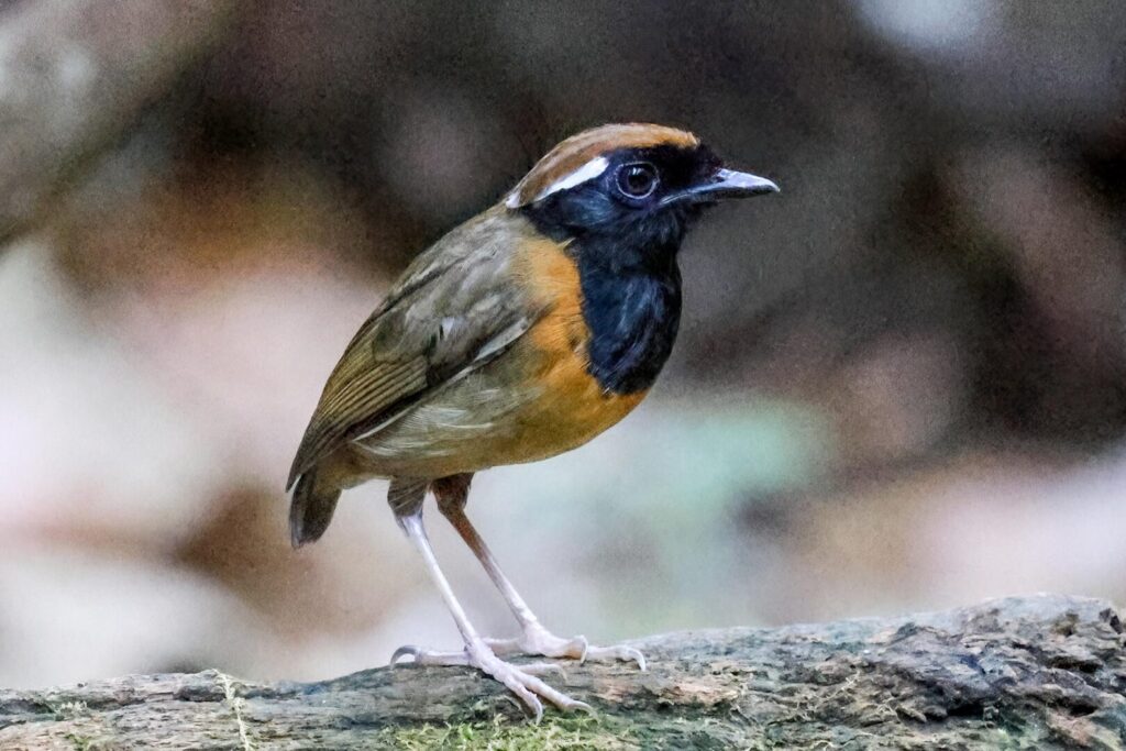 Black-breasted Gnateater