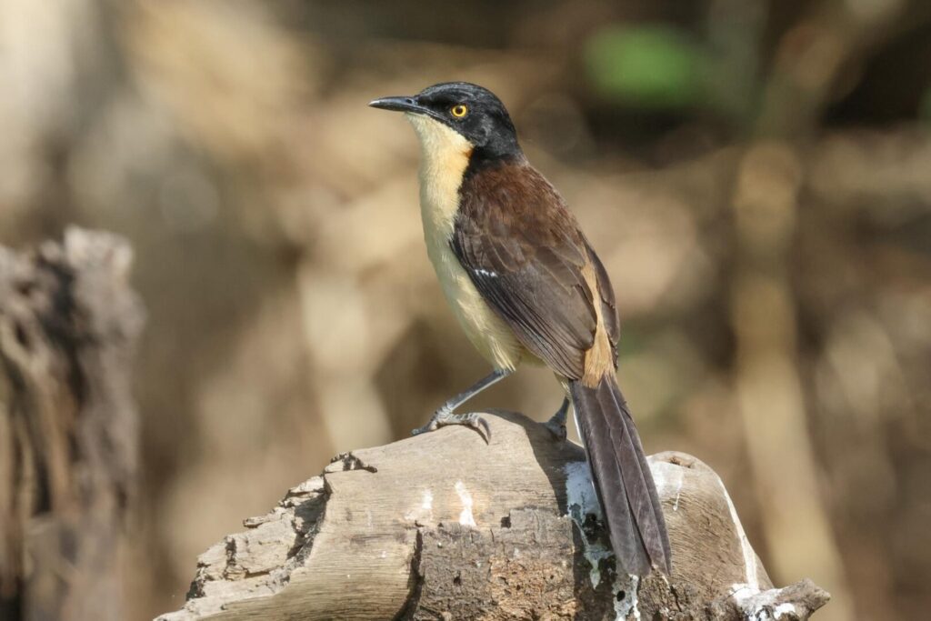 Black-capped Donacobius