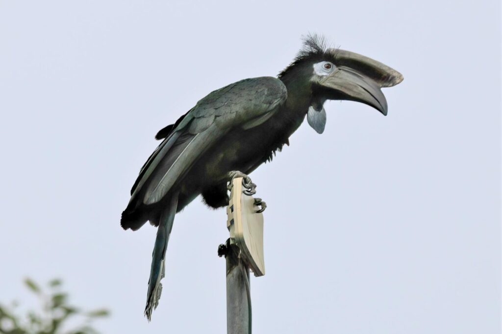 Black-casqued Hornbill