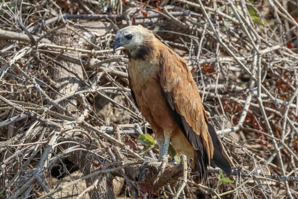 Black-collared Hawk