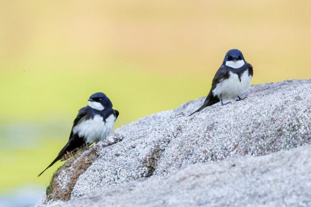 Black-collared Swallows