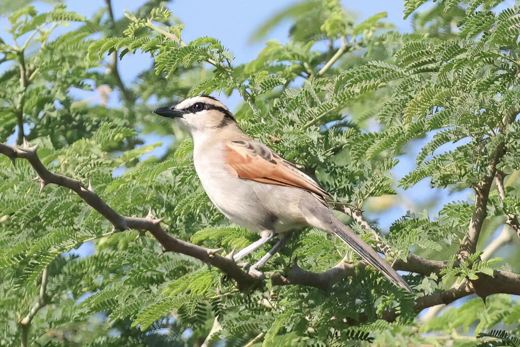 Black-crowned Tchagra