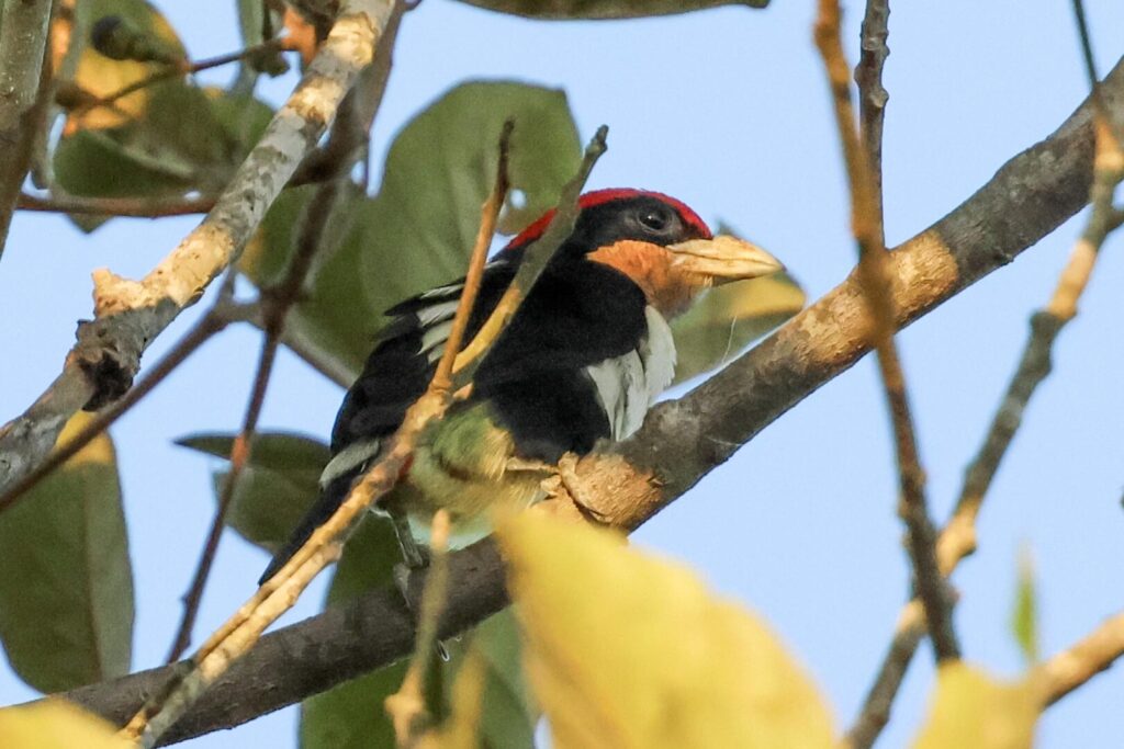 Black-girdled Barbet