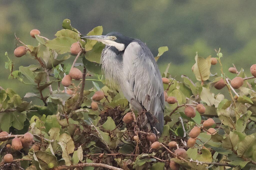 Black-headed Heron