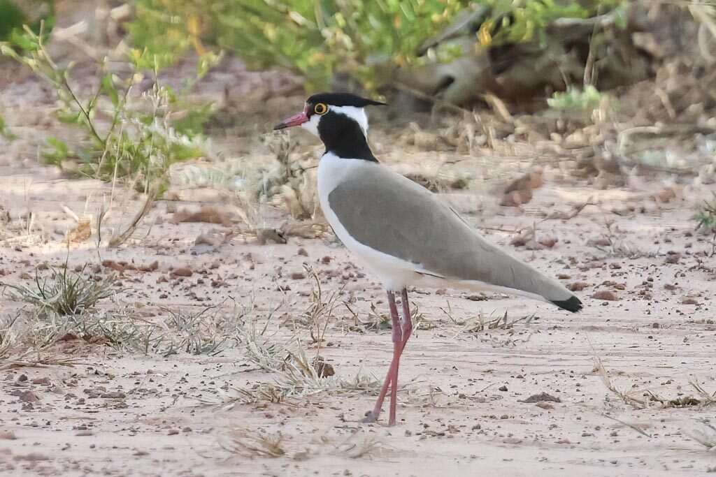 Black-headed Lapwing