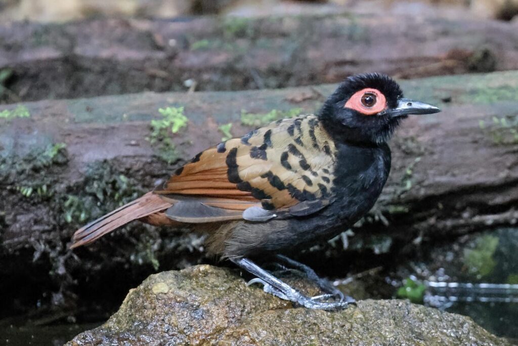 Black-spotted Bare-eye