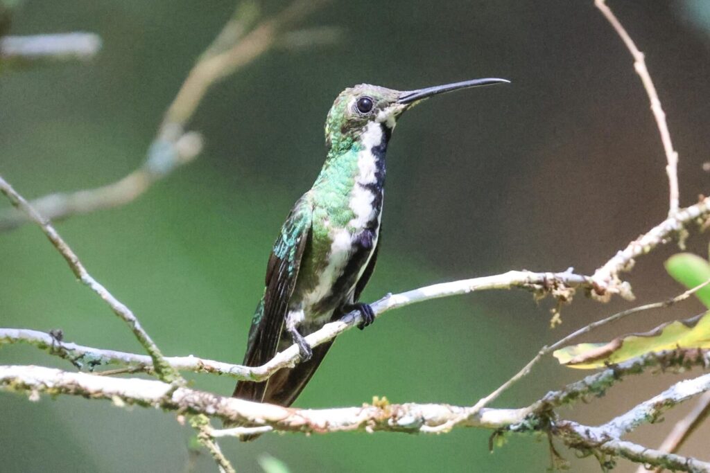 Black-throated Mango