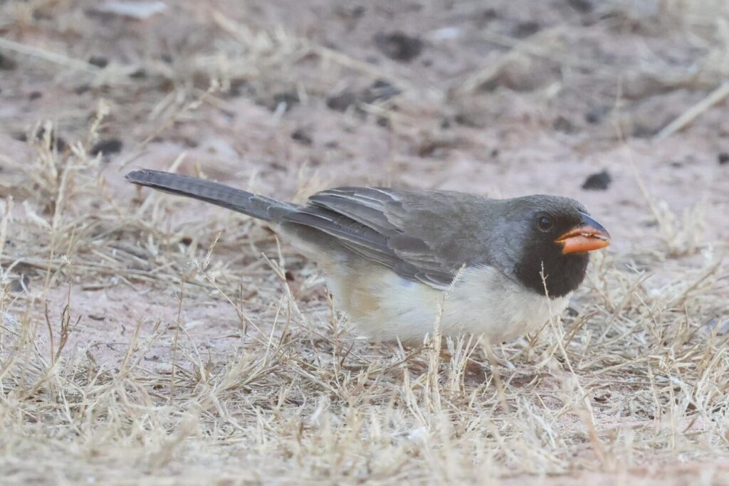 Black-throated Saltator