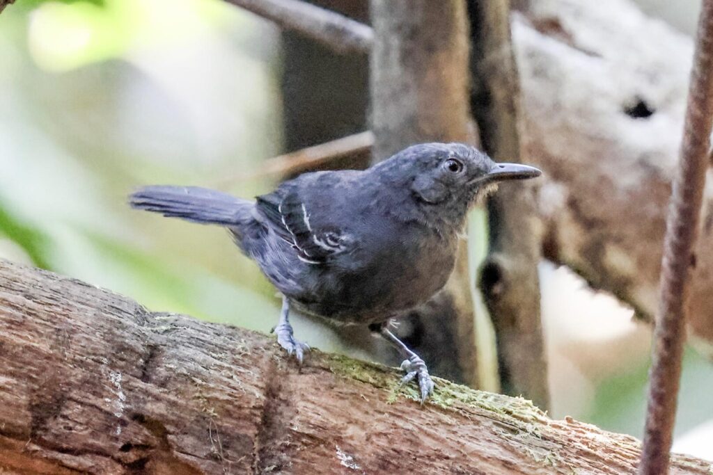 Blackish Antbird
