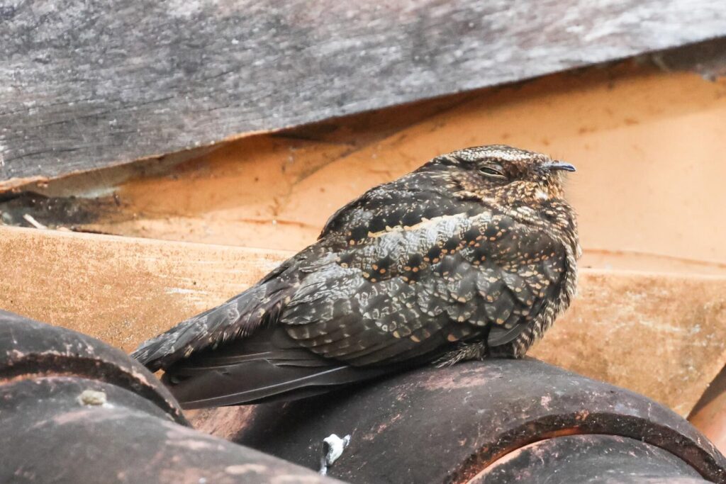 Blackish Nightjar