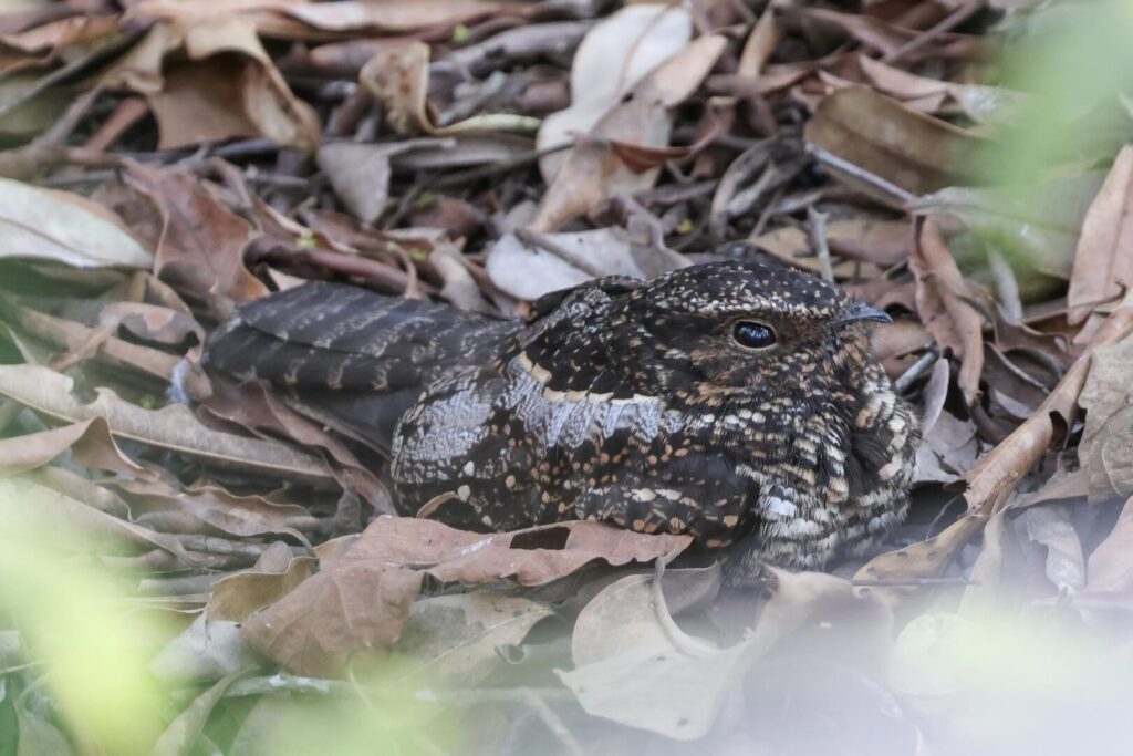Blackish Nightjar