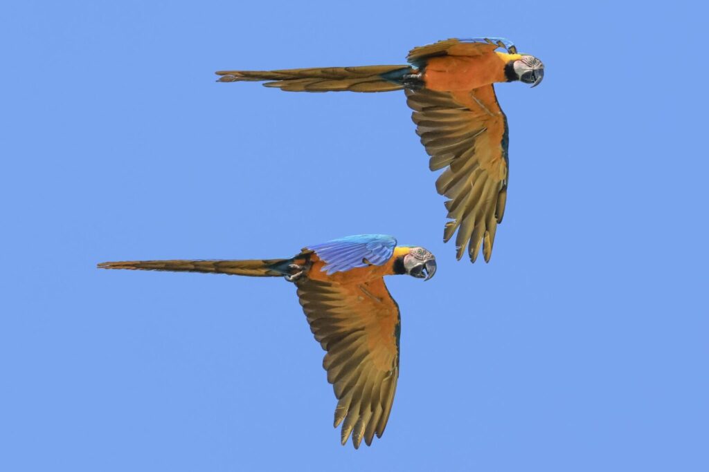 Blue-and-yellow Macaw