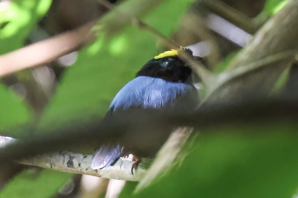 Blue-backed Manakin