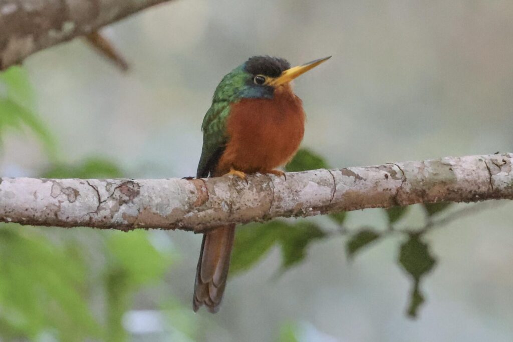 Blue-cheeked Jacamar
