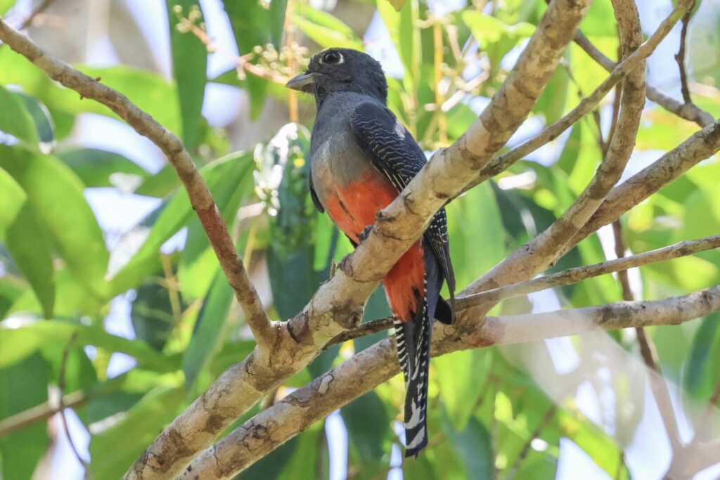 Blue-crowned Trogon